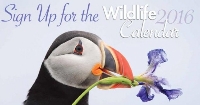 Wildlife 2016 Calendar免费挂历