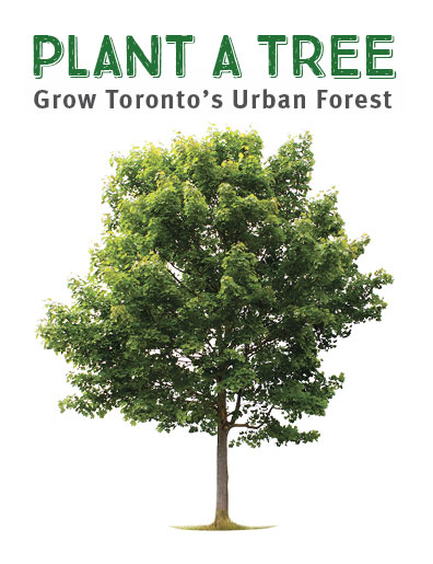  春天到了，快申请多伦多市府免费种树，每周六免费送堆肥土壤！
