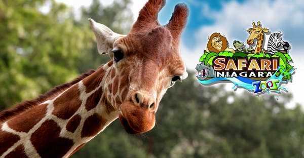  Safari Niagara 尼亚加拉野生动物园门票5.6折 19.51加元！