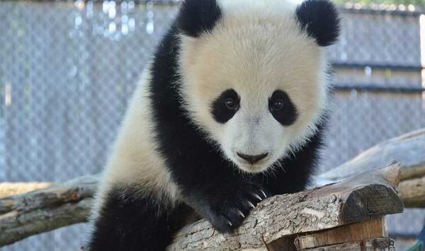  快来看熊猫宝宝啦！Toronto Zoo 多伦多动物园单日门票8.5折特卖，儿童票15.3元，成人票23.8元！