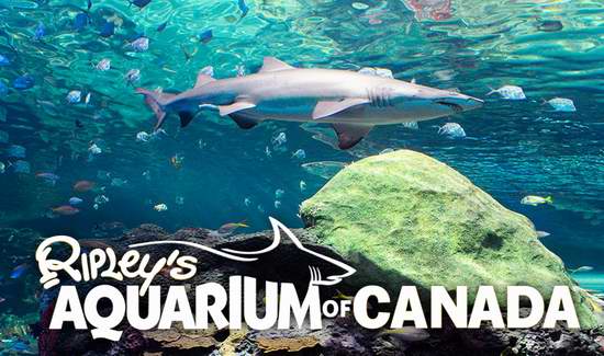  Ripley's Aquarium 多伦多水族馆 年终促销，门票5.2折起！