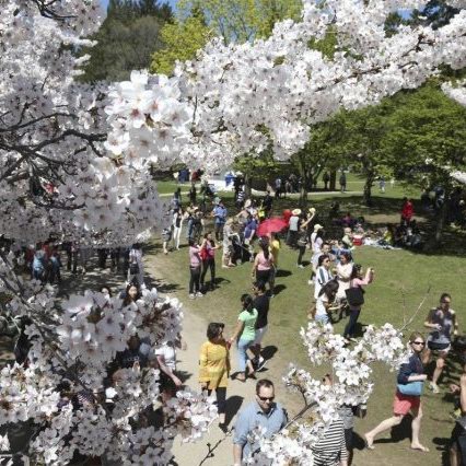  High Park 公园樱花 本周末正式绽放！将持续到母亲节！