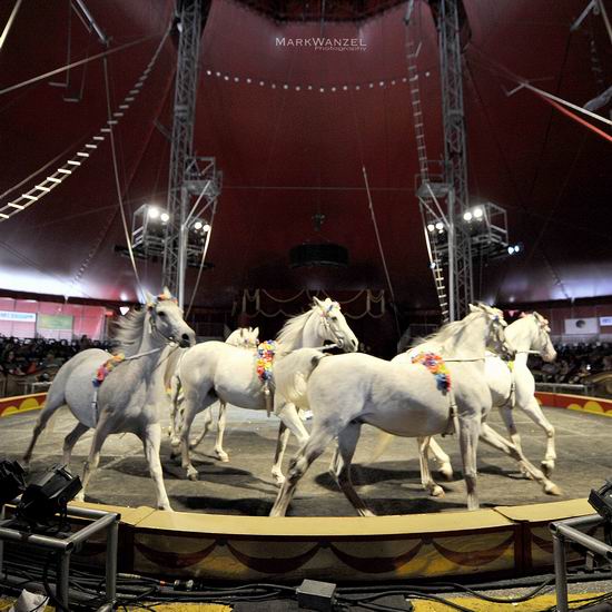  士嘉堡开演！加拿大皇家马戏团 Royal Canadian Family Circus 多伦多5地 巡演门票4.9折 15.29加元！