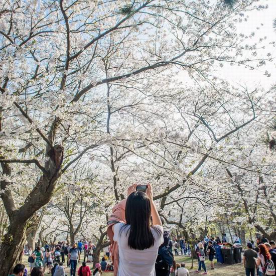  High Park公园樱花盛开在即，最佳观赏时间就在下个周末！盘点多伦多15处最佳赏樱地！