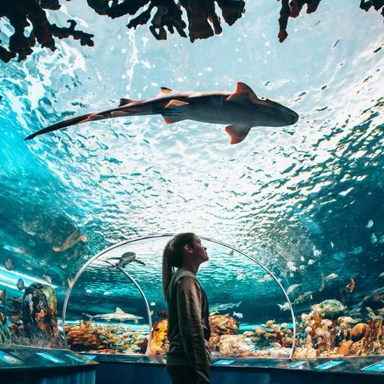  Ripley's Aquarium 多伦多水族馆门票5折！仅限今日！