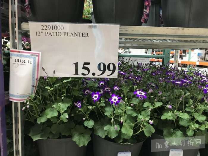 独家！【加西版】Costco店内实拍，有效期至5月10日！无需排队、盆栽蔬菜.99、马卡龙饼干.99、Ninja Foodi空气炸锅9.99、康绮墨丽洗护3件套.99、RestoraLAX通便冲剂.99！