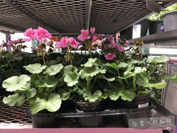 独家！【加西版】Costco店内实拍，有效期至5月10日！无需排队、盆栽蔬菜.99、马卡龙饼干.99、Ninja Foodi空气炸锅9.99、康绮墨丽洗护3件套.99、RestoraLAX通便冲剂.99！