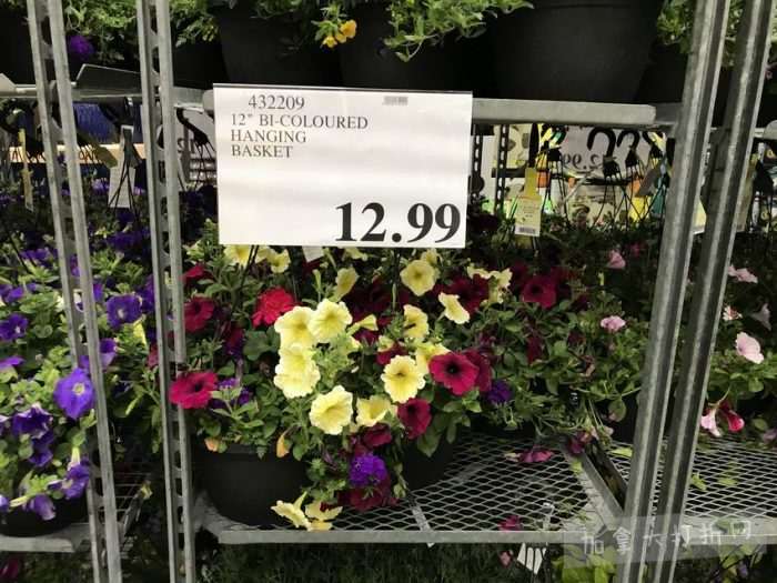 独家！【加西版】Costco店内实拍，有效期至5月10日！无需排队、盆栽蔬菜.99、马卡龙饼干.99、Ninja Foodi空气炸锅9.99、康绮墨丽洗护3件套.99、RestoraLAX通便冲剂.99！