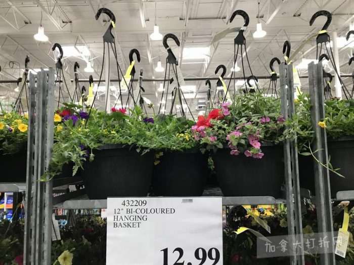 独家！【加西版】Costco店内实拍，有效期至5月10日！无需排队、盆栽蔬菜.99、马卡龙饼干.99、Ninja Foodi空气炸锅9.99、康绮墨丽洗护3件套.99、RestoraLAX通便冲剂.99！