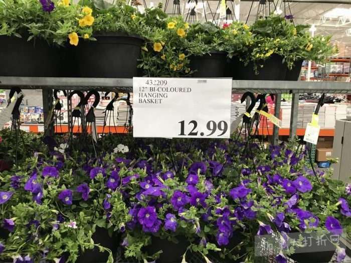独家！【加西版】Costco店内实拍，有效期至5月10日！无需排队、盆栽蔬菜.99、马卡龙饼干.99、Ninja Foodi空气炸锅9.99、康绮墨丽洗护3件套.99、RestoraLAX通便冲剂.99！