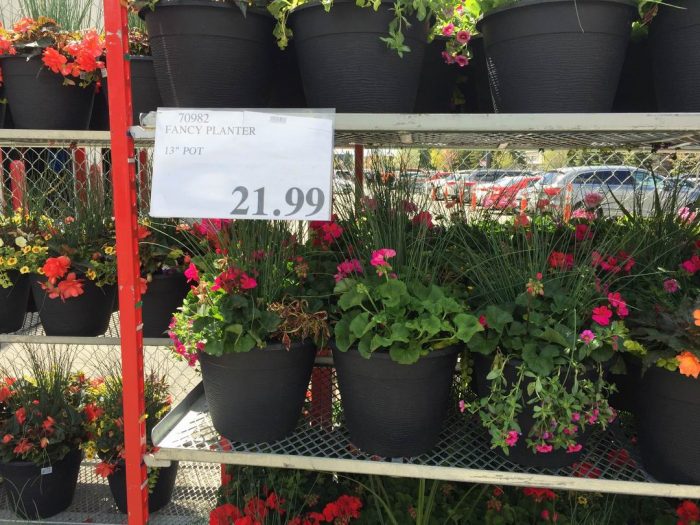 独家！【加东版】Costco店内实拍，有效期至5月16日！菜苗.99、灭蚊灯.99、红磷虾油.99、辅酶Q10胶囊.99、大西洋鳕鱼立减、帝王蟹.99、Clorox消毒巾.99！