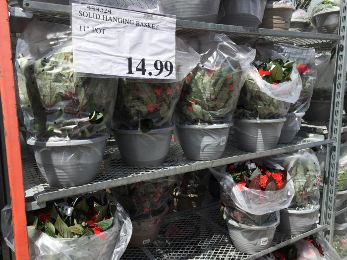 独家！【加东版】Costco店内实拍，有效期至5月16日！菜苗.99、灭蚊灯.99、红磷虾油.99、辅酶Q10胶囊.99、大西洋鳕鱼立减、帝王蟹.99、Clorox消毒巾.99！