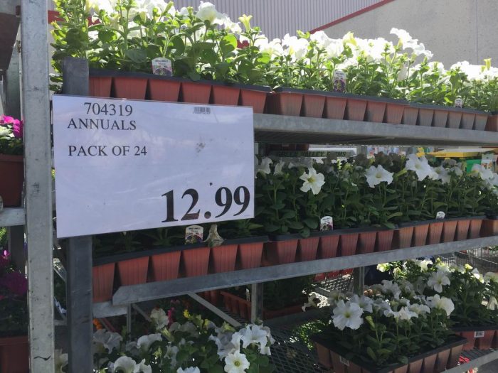 独家！【加东版】Costco店内实拍，有效期至5月16日！菜苗.99、灭蚊灯.99、红磷虾油.99、辅酶Q10胶囊.99、大西洋鳕鱼立减、帝王蟹.99、Clorox消毒巾.99！