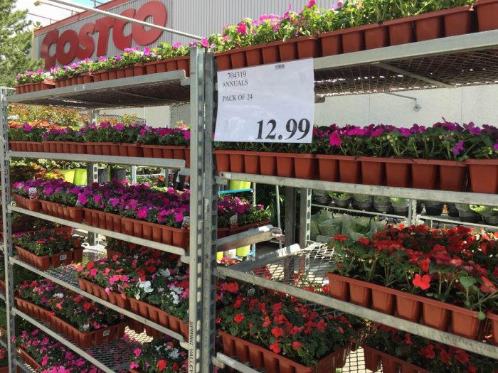 独家！【加东版】Costco店内实拍，有效期至5月16日！菜苗.99、灭蚊灯.99、红磷虾油.99、辅酶Q10胶囊.99、大西洋鳕鱼立减、帝王蟹.99、Clorox消毒巾.99！