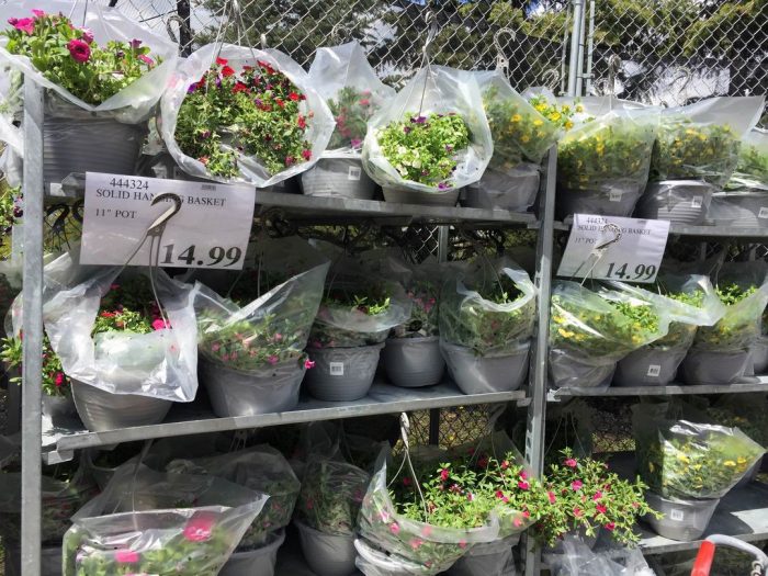 独家！【加东版】Costco店内实拍，有效期至5月16日！菜苗.99、灭蚊灯.99、红磷虾油.99、辅酶Q10胶囊.99、大西洋鳕鱼立减、帝王蟹.99、Clorox消毒巾.99！