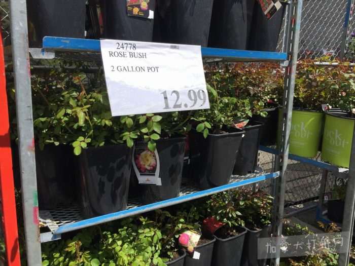 独家！【加东版】Costco店内实拍，有效期至5月16日！菜苗.99、灭蚊灯.99、红磷虾油.99、辅酶Q10胶囊.99、大西洋鳕鱼立减、帝王蟹.99、Clorox消毒巾.99！