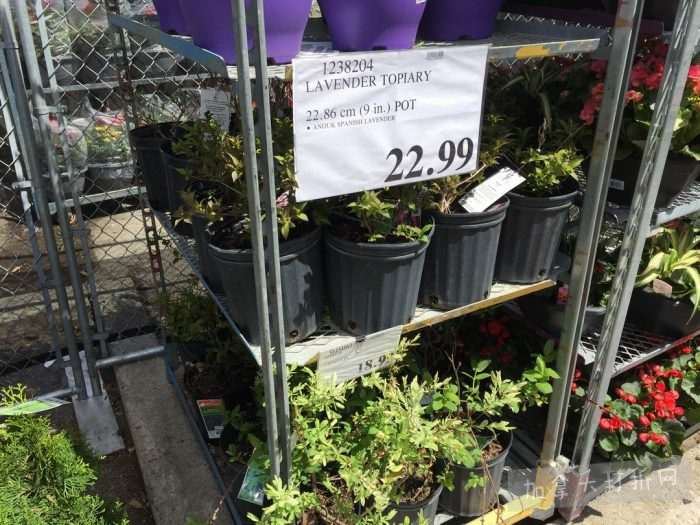 独家！【加东版】Costco店内实拍，有效期至5月16日！菜苗.99、灭蚊灯.99、红磷虾油.99、辅酶Q10胶囊.99、大西洋鳕鱼立减、帝王蟹.99、Clorox消毒巾.99！