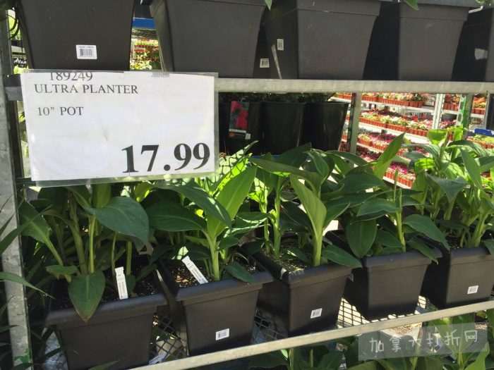 独家！【加东版】Costco店内实拍，有效期至5月16日！菜苗.99、灭蚊灯.99、红磷虾油.99、辅酶Q10胶囊.99、大西洋鳕鱼立减、帝王蟹.99、Clorox消毒巾.99！