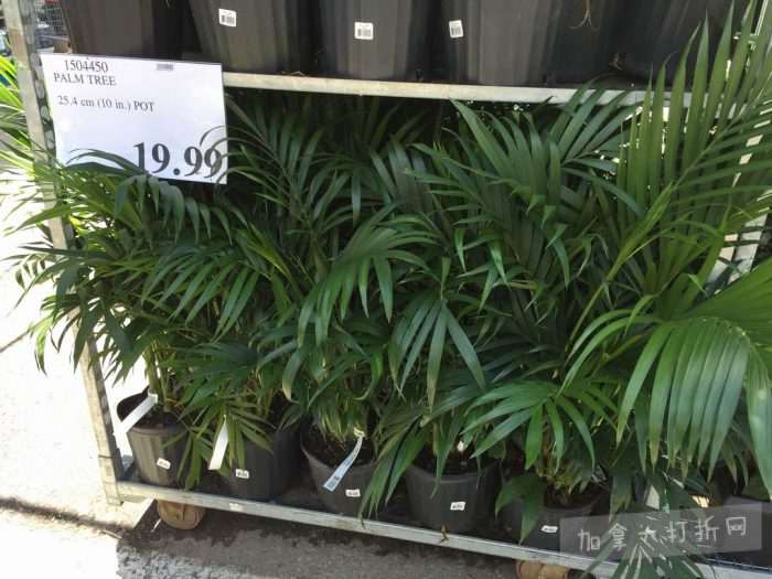 独家！【加东版】Costco店内实拍，有效期至5月16日！菜苗.99、灭蚊灯.99、红磷虾油.99、辅酶Q10胶囊.99、大西洋鳕鱼立减、帝王蟹.99、Clorox消毒巾.99！
