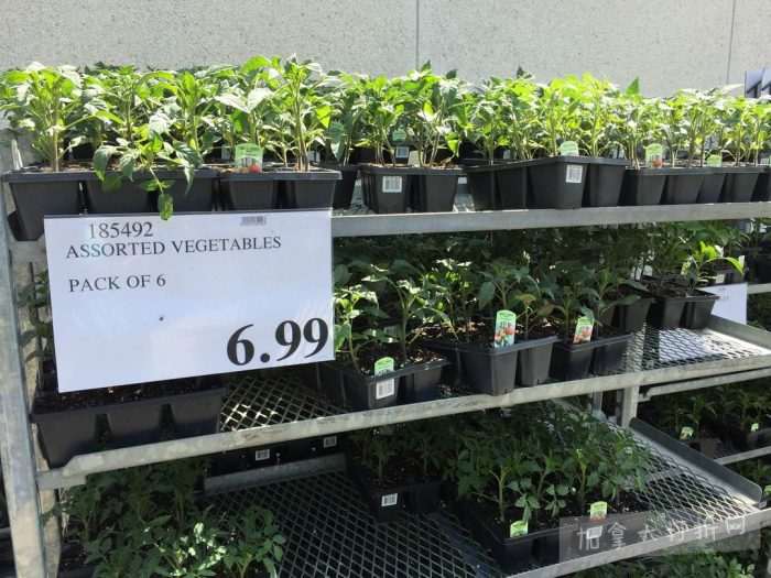 独家！【加东版】Costco店内实拍，有效期至5月16日！菜苗.99、灭蚊灯.99、红磷虾油.99、辅酶Q10胶囊.99、大西洋鳕鱼立减、帝王蟹.99、Clorox消毒巾.99！