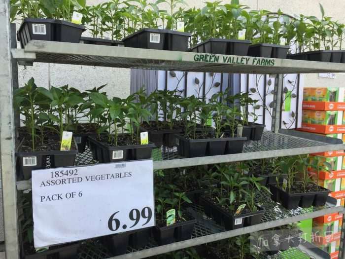 独家！【加东版】Costco店内实拍，有效期至5月16日！菜苗.99、灭蚊灯.99、红磷虾油.99、辅酶Q10胶囊.99、大西洋鳕鱼立减、帝王蟹.99、Clorox消毒巾.99！