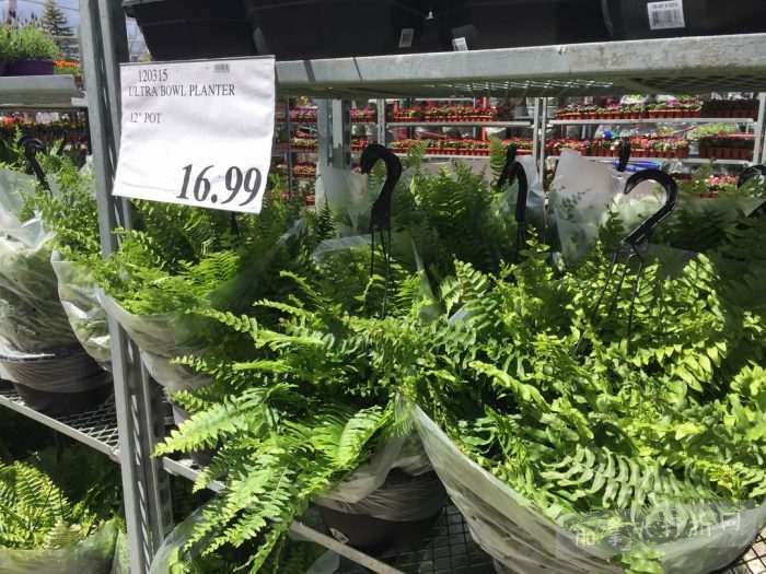 独家！【加东版】Costco店内实拍，有效期至5月16日！菜苗.99、灭蚊灯.99、红磷虾油.99、辅酶Q10胶囊.99、大西洋鳕鱼立减、帝王蟹.99、Clorox消毒巾.99！