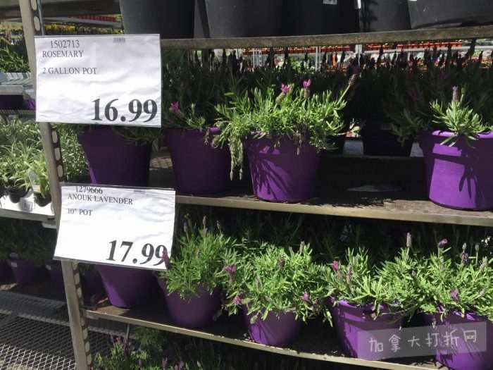 独家！【加东版】Costco店内实拍，有效期至5月16日！菜苗.99、灭蚊灯.99、红磷虾油.99、辅酶Q10胶囊.99、大西洋鳕鱼立减、帝王蟹.99、Clorox消毒巾.99！