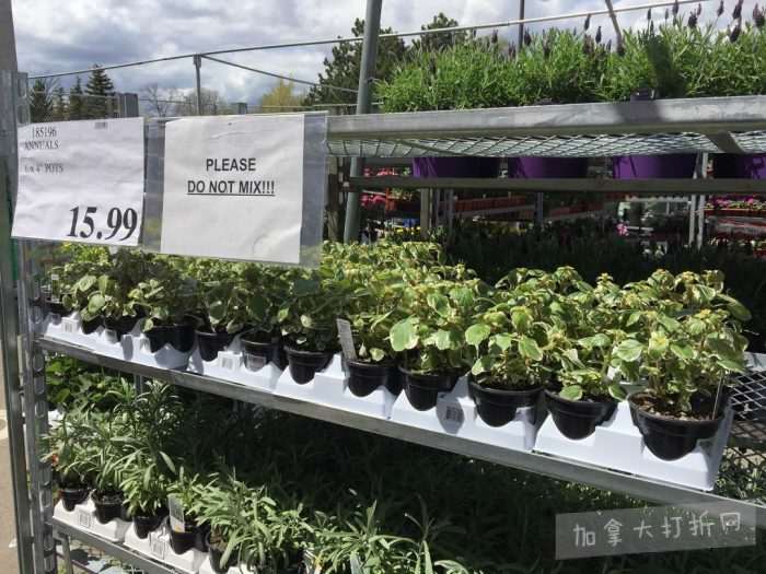独家！【加东版】Costco店内实拍，有效期至5月16日！菜苗.99、灭蚊灯.99、红磷虾油.99、辅酶Q10胶囊.99、大西洋鳕鱼立减、帝王蟹.99、Clorox消毒巾.99！