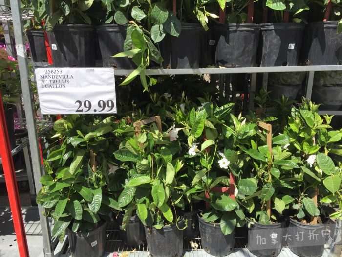 独家！【加东版】Costco店内实拍，有效期至5月16日！菜苗.99、灭蚊灯.99、红磷虾油.99、辅酶Q10胶囊.99、大西洋鳕鱼立减、帝王蟹.99、Clorox消毒巾.99！