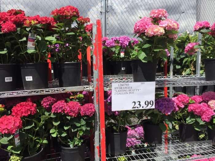 独家！【加东版】Costco店内实拍，有效期至5月16日！菜苗.99、灭蚊灯.99、红磷虾油.99、辅酶Q10胶囊.99、大西洋鳕鱼立减、帝王蟹.99、Clorox消毒巾.99！