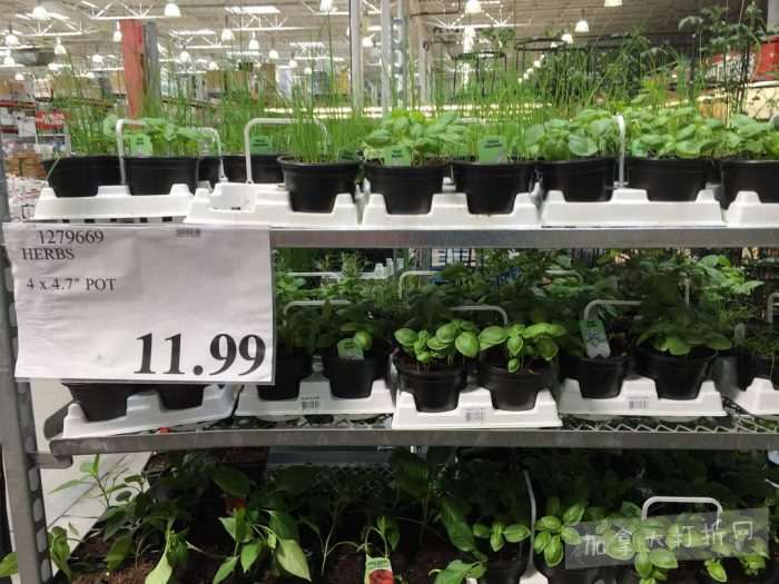 独家！【加东版】Costco店内实拍，有效期至5月16日！菜苗.99、灭蚊灯.99、红磷虾油.99、辅酶Q10胶囊.99、大西洋鳕鱼立减、帝王蟹.99、Clorox消毒巾.99！