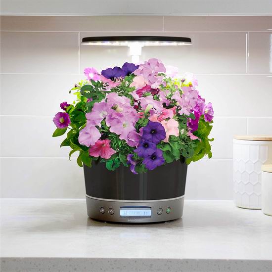  历史新低！AeroGarden Harvest Elite 360 室内苗圃小花园6.2折 142.99加元包邮！