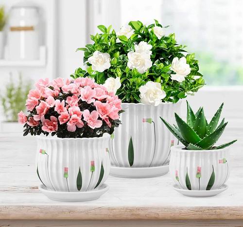  Foraineam 瓷花盆 3件套 带排水盘  29.99加元（原价 32.99加元）