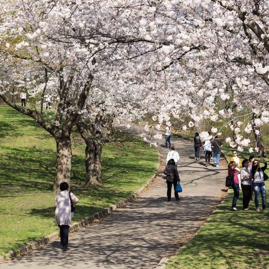  High Park公园樱花盛开，开通24小时在线直播，最佳观赏时间5月4日-11日！盘点多伦多15处最佳赏樱地！