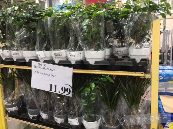 独家！【加东版】Costco店内实拍，有效期至10月16日！荔枝酥.99、儿童退烧药.99、Tommy夹克.99、蔓越莓https://www.canadadz.com/wp-content/uploads/2022/10/2022101118465168-700x525.jpg.97、淋浴头.99、淋浴置物架.99、灭火器.99、冰冻牛角包.99！