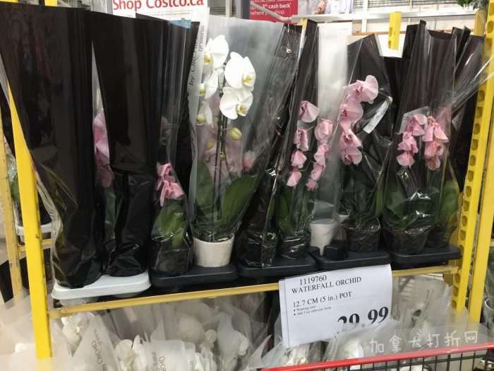 独家！【加东版】Costco店内实拍，有效期至10月16日！荔枝酥.99、儿童退烧药.99、Tommy夹克.99、蔓越莓https://www.canadadz.com/wp-content/uploads/2022/10/2022101118465366-700x525.jpg.97、淋浴头.99、淋浴置物架.99、灭火器.99、冰冻牛角包.99！