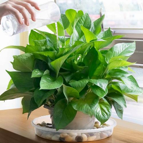  MUDEELA  10英寸透明植物托盘6件装 14.99加元（原价 19.99加元）、14英寸透明植物托盘6件装 20.99加元（原价 29.99加元）