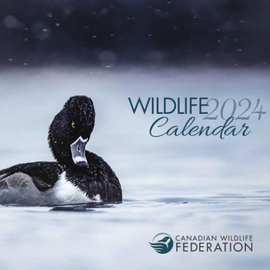  薅羊毛！加拿大野生动物保护协会 免费赠送2024年野生动物月历！