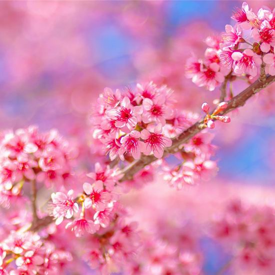 High Park公园樱花已全面盛开，抓住最后观赏机会！盘点多伦多15处最佳赏樱打卡地！