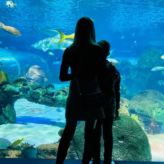  Ripley's Aquarium 多伦多水族馆春季大促，门票限时7.5折！内附购票指南！