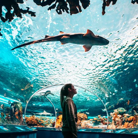 Ripley's Aquarium 多伦多水族馆国庆特惠，门票仅需18.67加元！