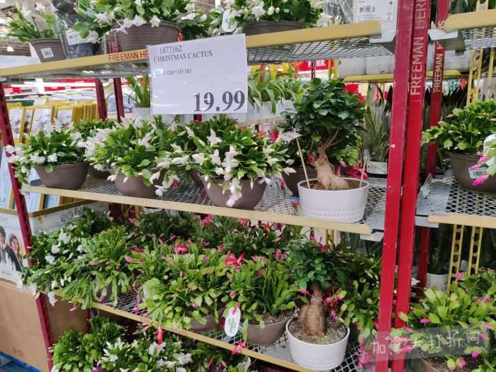 独家!【加东版】Costco店内实拍,有效期至11月2日!咸鸭蛋返场.99、iPhone月供、神仙苹果.99、费列罗巧克力.49、草本润喉糖.49、Glysomed护手霜.49、牛肉干.49!