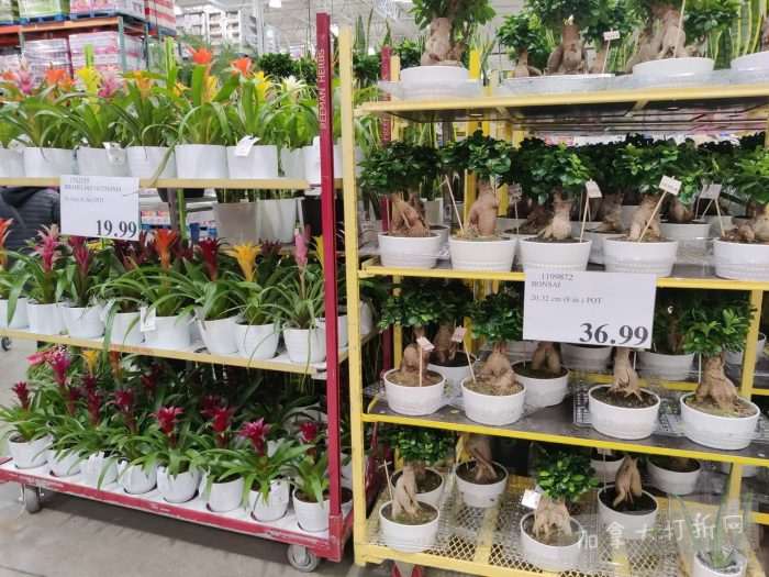 独家!【加东版】Costco店内实拍,有效期至11月9日!冷冻白虾.99、NBA卫衣.99、春节夜灯摆件.99、电火锅.99、保鲜盒.99、鲭鱼减、葡萄籽油.99、Roland电钢琴9.99!