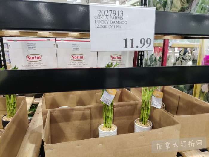 独家！【加东版】Costco店内实拍，有效期至1月18日！阿迪毛夹克.99、Bench马甲.99、红鲑鱼减、老豆腐.99、照烧鸡饭.99、巧克力奶.99、益生菌软糖.99、卫生巾.49！