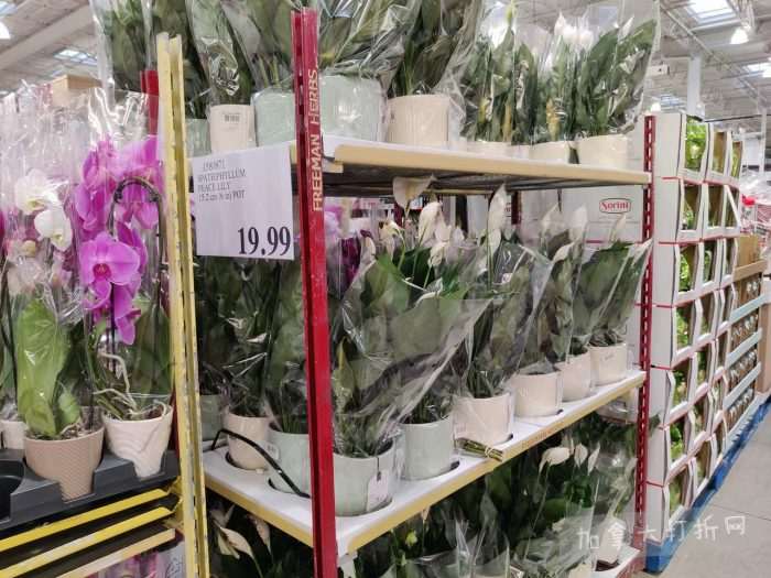 独家！【加东版】Costco店内实拍，有效期至1月18日！阿迪毛夹克.99、Bench马甲.99、红鲑鱼减、老豆腐.99、照烧鸡饭.99、巧克力奶.99、益生菌软糖.99、卫生巾.49！