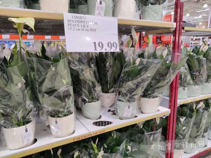 独家！【加东版】Costco店内实拍，有效期至1月25日！美的豆浆机.99、虎头衫.99、冰酒.99、雪肌精保湿.99、空气炸锅.99、吸顶灯.99、大白兔奶糖.99、蘑菇干.99！