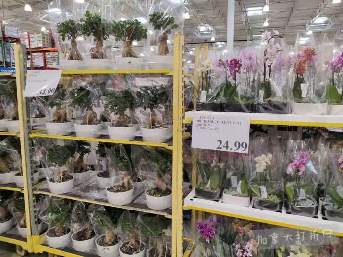 独家！【加东版】Costco店内实拍，有效期至1月25日！美的豆浆机.99、虎头衫.99、冰酒.99、雪肌精保湿.99、空气炸锅.99、吸顶灯.99、大白兔奶糖.99、蘑菇干.99！