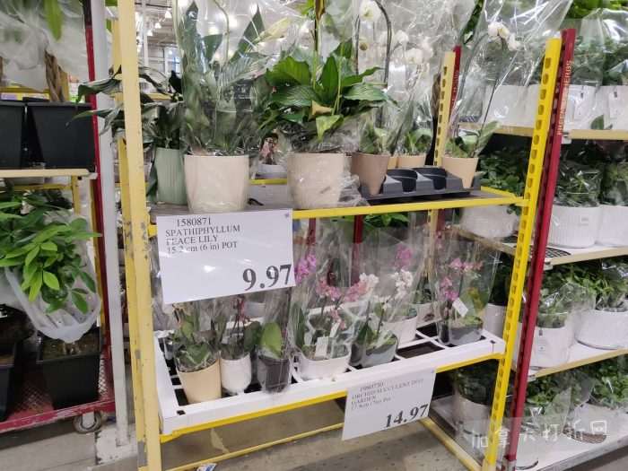 独家！【加东版】Costco店内实拍，有效期至2月8日！iPhone月供https://www.canadadz.com/wp-content/uploads/2026/02/2026020220230684-700x525.jpg、招财银柳.99、冰柜.99、海鲈鱼.99、阿迪鞋.97、加拿大队服.97、迷你香肠.99、午餐肉.99！