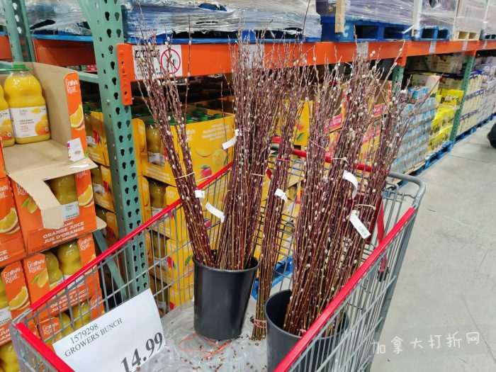 独家！【加东版】Costco店内实拍，有效期至2月15日！碧古鱼柳减、鲜虾减、越南龙眼.99、日式照烧饭.99、蜂蜜干果.99、暖炉滤网.99、费列罗巧克力.49、夜用卫生巾.49！