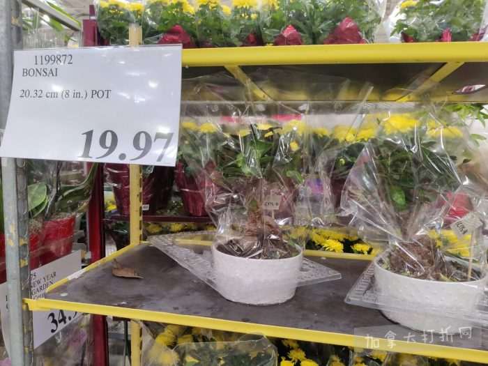 独家！【加东版】Costco店内实拍，有效期至2月15日！碧古鱼柳减、鲜虾减、越南龙眼.99、日式照烧饭.99、蜂蜜干果.99、暖炉滤网.99、费列罗巧克力.49、夜用卫生巾.49！